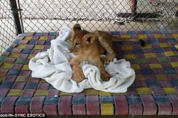 美国德州一只非洲狮惨遭遗弃 每晚睡觉一定要盖被