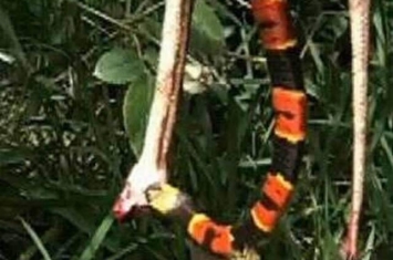 美国佛罗里达珊瑚蛇正准备吞食锦蛇 黄蜂在后突然加入战局