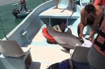 墨西哥海豚突然跳上观光艇吓坏游客