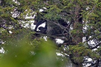 美国黑熊以为被汽车追杀一路狂奔爬上树