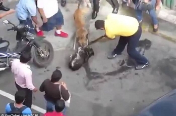 秘鲁北部街头发生罕见“狗咬狗”事件