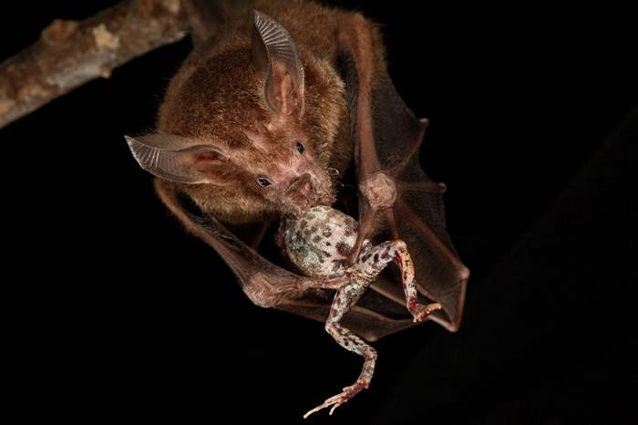 新研究解密蝙蝠在全黑环境里搜寻晚餐的超强“窃听”技能