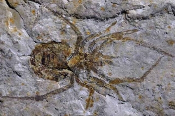 美国堪萨斯大学古生物学家Paul Selden揭示中国的巨型蜘蛛化石实际上是小龙虾