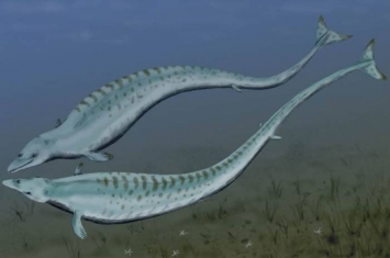 埃及沙漠发现的Aegicetus gehennae化石显示史前鲸鱼可能像鳄鱼一样波浪式游动