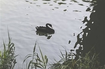 四川省攀枝花市滨河公园河道母天鹅孵蛋时被偷走 公天鹅悲鸣