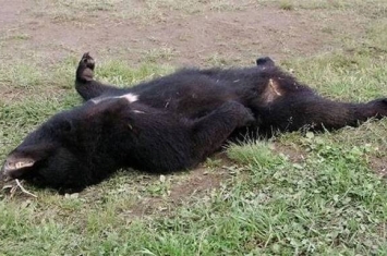 日本食人黑熊被射杀 胃里发现人肉残骸和毛发