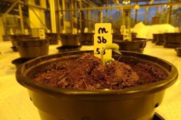 研究表明人类尿液实际上可以作为一种很好的火星植物肥料