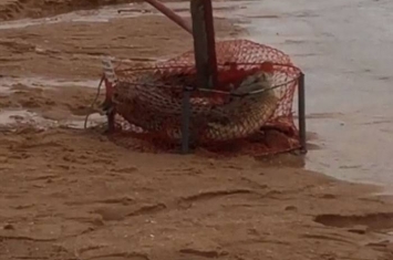澳洲渔夫出海捕蟹 “惊喜”捉到2米长鳄鱼