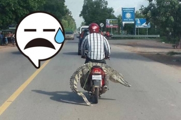 柬埔寨男子坐在鳄鱼背上骑摩托车