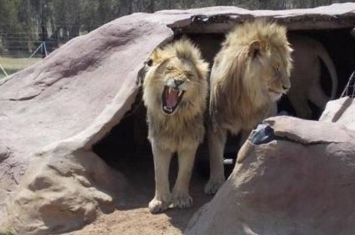 南非12岁孤儿闯动物园管制区惨遭两只狮子咬死