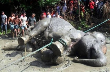 印度大象走1700公里入孟加拉 疲劳致死