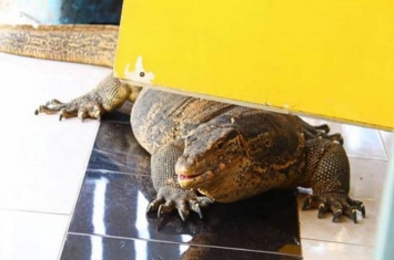 3米巨型蜥蜴闯进泰国食店吓坏食客