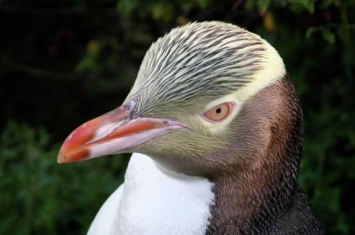 濒临灭绝“黄眼企鹅”战胜84个竞争对手当选新西兰2019年“年度鸟类”