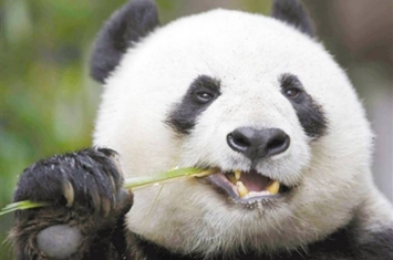 复杂的牙齿结构助大熊猫成生存竞争赢家