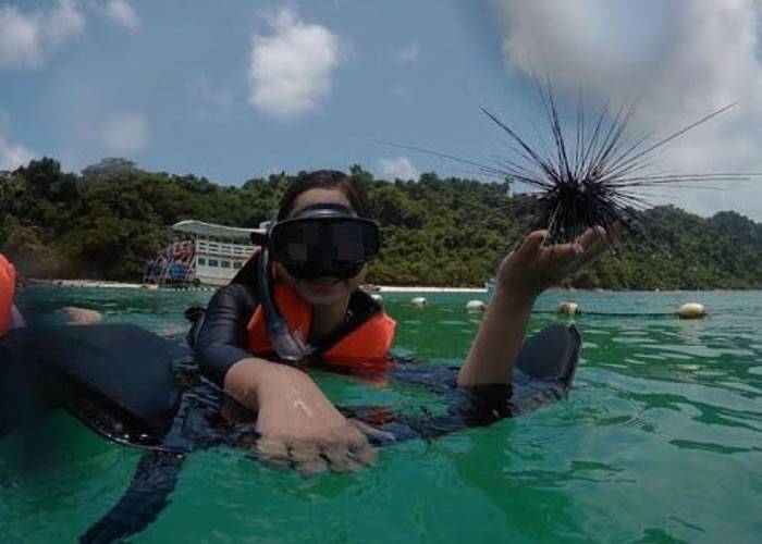 传泰国象岛游客海中拿着海胆和巨蚌拍照 涉违法或被追究