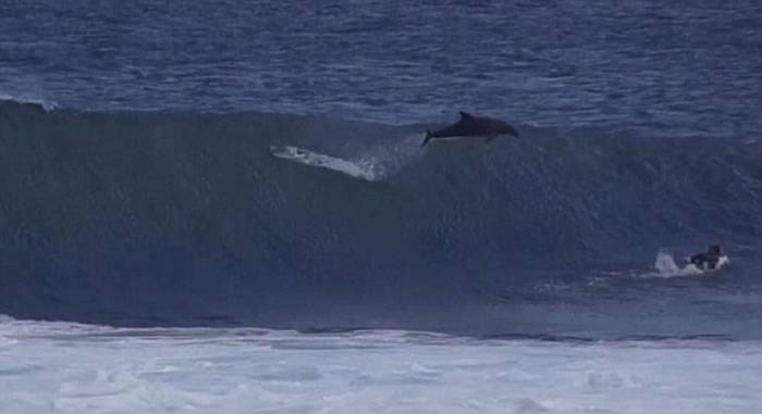澳洲卡巴里海豚从大浪中冲出撞向少年滑浪好手