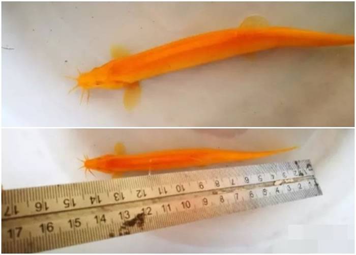 江苏南通启东市近海镇捕获极为罕见的金色泥鳅