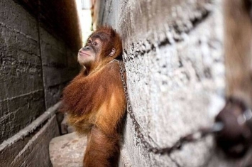 印尼苏门答腊一只红毛猩猩宝宝惨被铁链拴在两栋建筑物狭缝中长达一年