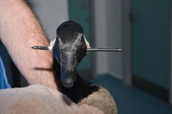 英国伯明翰公园一只野生鹅头部被十字弓箭刺穿仍在游泳