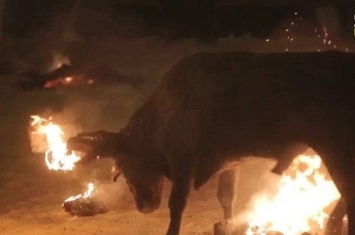 活生生用火点着公牛角 西班牙传统活动Toro Jubilo遭抵制