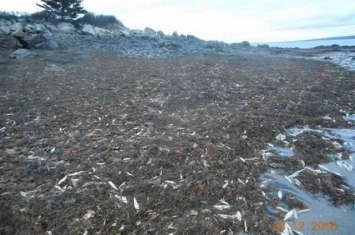加拿大新斯科细亚海岸出现上万只死亡的海洋生物