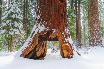 美国加州卡拉韦拉斯大树公园相传屹立千年的“隧道树”不敌暴风雨倒塌