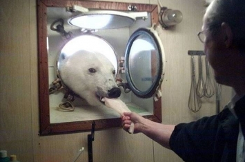 北极研究船船员在厨房里准备下午茶 北极熊从窗口探头进来讨食