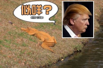 美国南卡罗莱纳州惊现橙色鳄鱼 网民命名：特朗普大鳄
