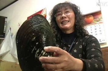 台湾花莲一户人家清理废弃10多年鱼池时意外发现比脸还要大的巨型圆蚌
