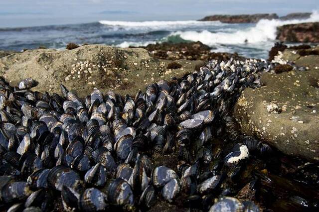 海洋贝类出现传染性癌症：油黑壳菜蛤的癌症传染给紫壳菜蛤与智利蓝贻贝
