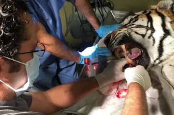 美国最牛兽医Justin Boorstein专为狮子老虎等大型猫科动物做手术
