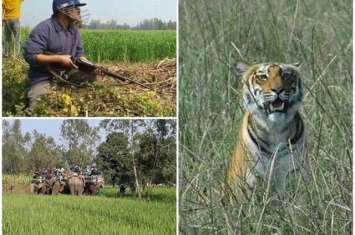 印度北方邦老虎逃离保育区后杀6人 村民成功围捕