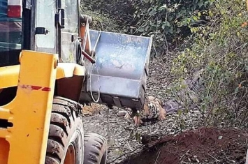 印度保护区老虎咬死人遭围捕 用挖土机运走时却不慎被压死