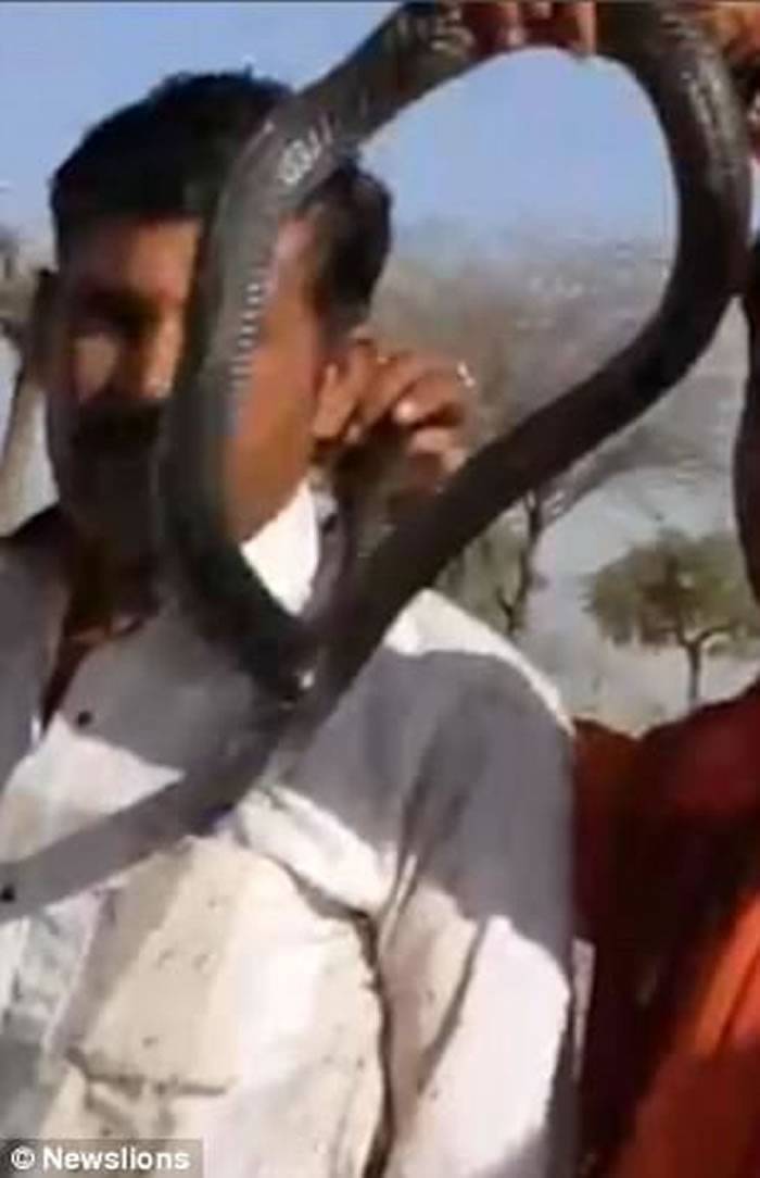 印度男子跟眼镜蛇拍照被咬身亡 惊险过程全被拍下