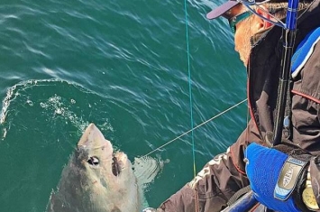 英国伯克郡46岁职业歌手缠斗两小时捕获巨大鼠鲨