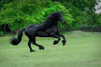 世界上最帅的马——美国“腓特烈大帝”