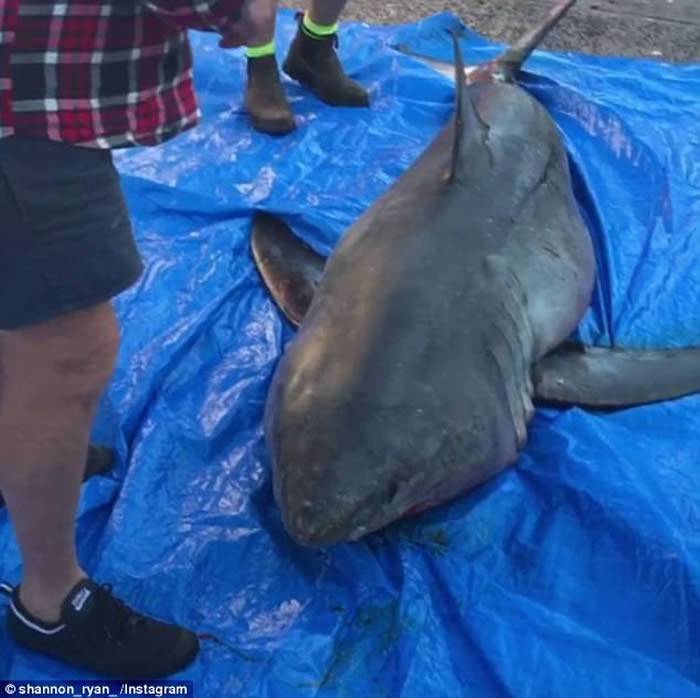 73岁澳洲渔夫捕鱼时突然有只大白鲨跳上他的船