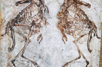 大兴安岭地区首次发现热河生物群鸟类化石新属种——呼伦贝尔兴安鸟