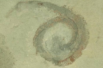 困扰科学家半个世纪的远古海洋蠕虫终于得到命名——Utahscolex Ratcliffei