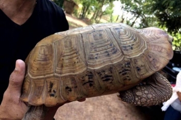 泰国乌汶府警员路边发现佛像龟