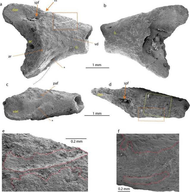 南极洲发现首个现存蛙类的化石 属于“头盔蛙”科
