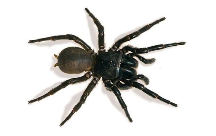 世界最毒蜘蛛！澳洲专家示警“悉尼漏斗网蜘蛛”数量激增 曾有13人遭咬死