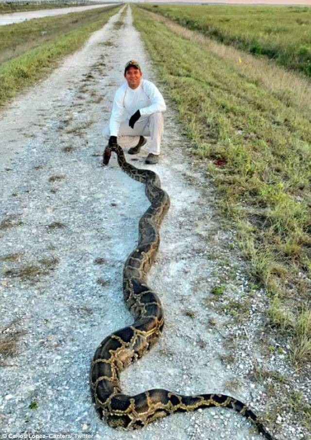 美国佛罗里达州埃弗格雷斯捕蛇活动 副州长与队友擒4.5米巨蟒