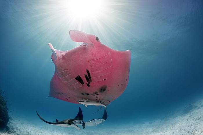粉红鬼蝠魟出没澳洲大堡礁 究竟是怎么一回事？