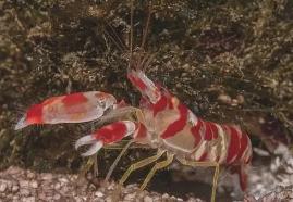 世界上最凶猛的虾，手枪虾的绝招冲击波能够轻易击晕猎物