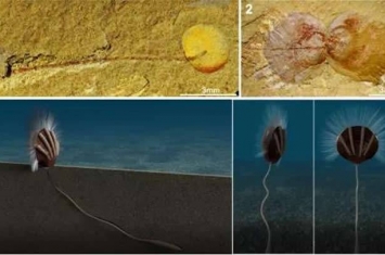 研究发现5.2亿年前寒武纪舌形贝型腕足动物被一种生物寄生