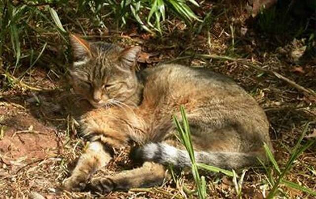 欧洲发现有7000年历史的家猫祖先——近东野猫遗骸 为猫的演化故事再添波折