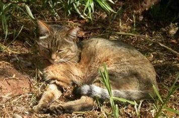 欧洲发现有7000年历史的家猫祖先——近东野猫遗骸 为猫的演化故事再添波折