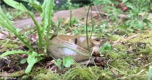加拿大网友在自家后院拍到一只香蕉蛞蝓正在食用蒲公英