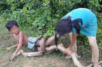 柬埔寨姊弟捕蛇维生擒巨蟒 瘦小弟弟趴地上当诱饵